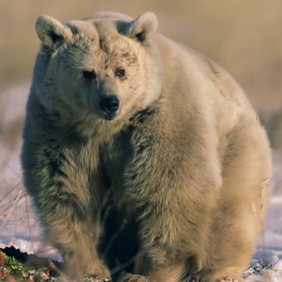Zoo Bear Rescued From Captivity | Video
