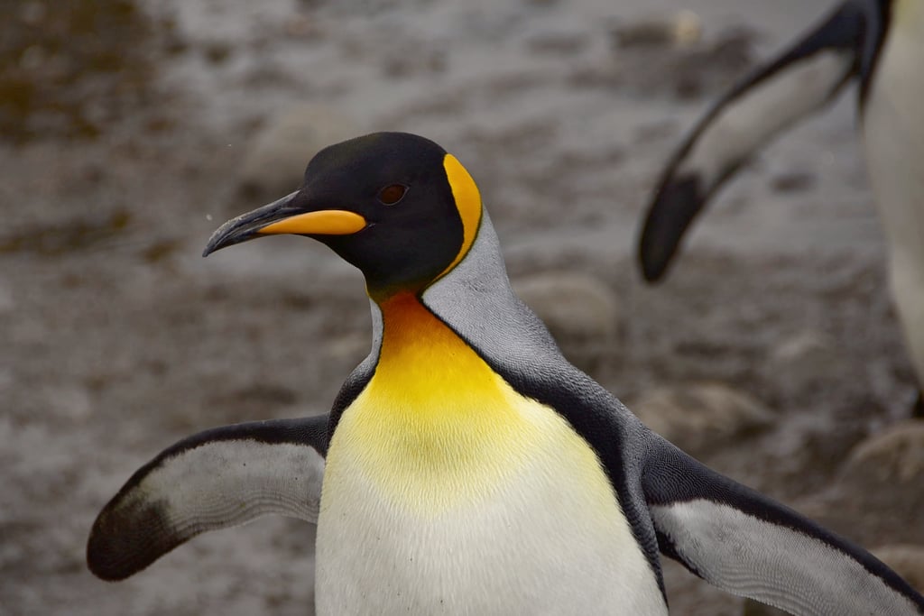 Antarctica King Penguins