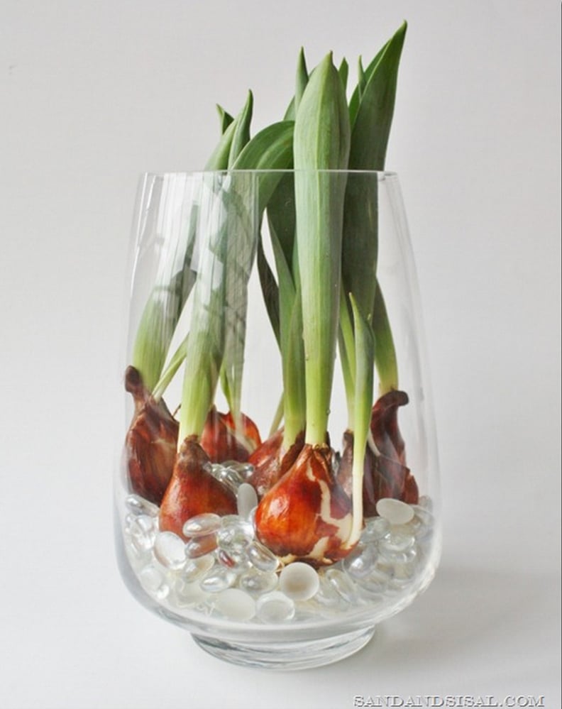 Blooming tulip vase — <a href="http://sandandsisal.com/2013/02/how-to-force-tulip-bulbs-in-water_19.html">Sand & Sisal</a>