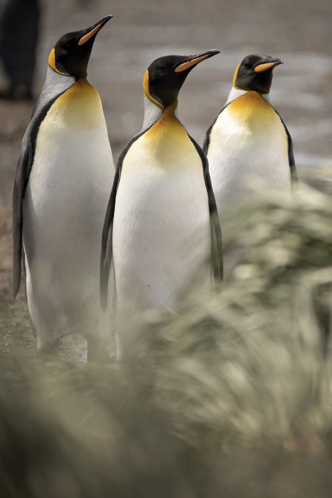 Antarctica King Penguins