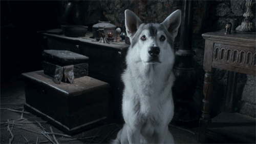 Game of thrones hot sale dire wolf puppies