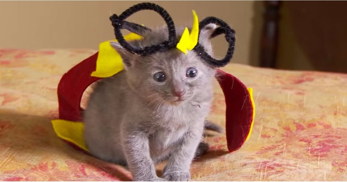 Kittens Reenact Harry Potter POPSUGAR Tech