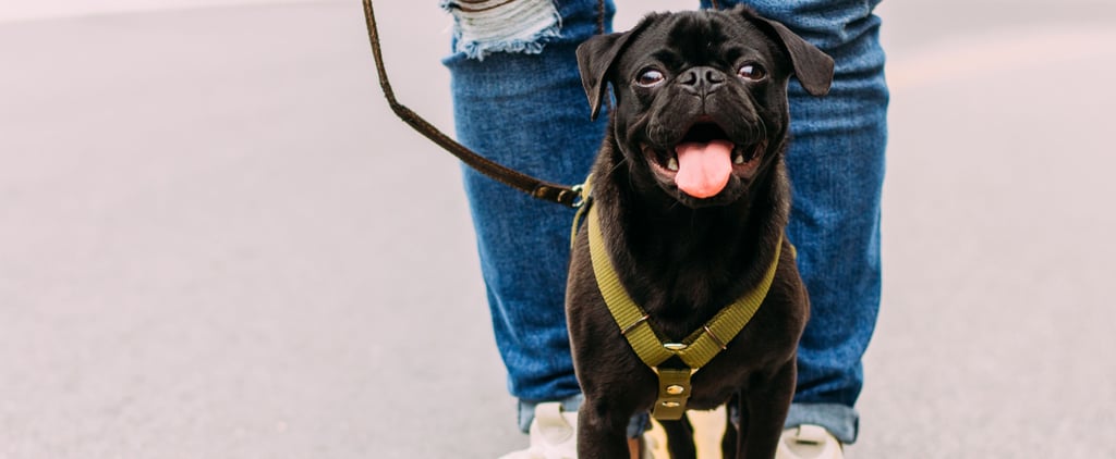 Thinking About Adopting a Dog? Here's Why You Should Do It ASAP