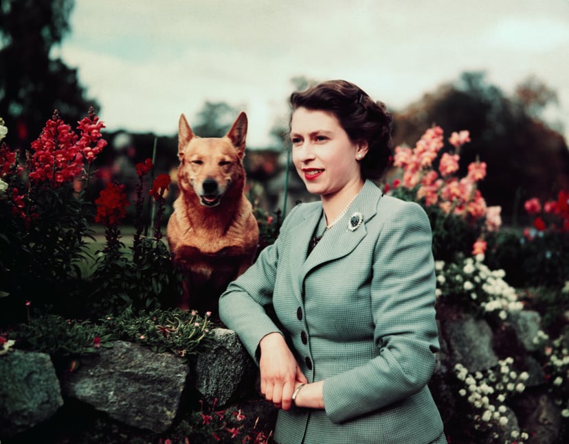 March,1953- Queen Elizabeth II of England--closeup in garden with dog. UPI color slide.