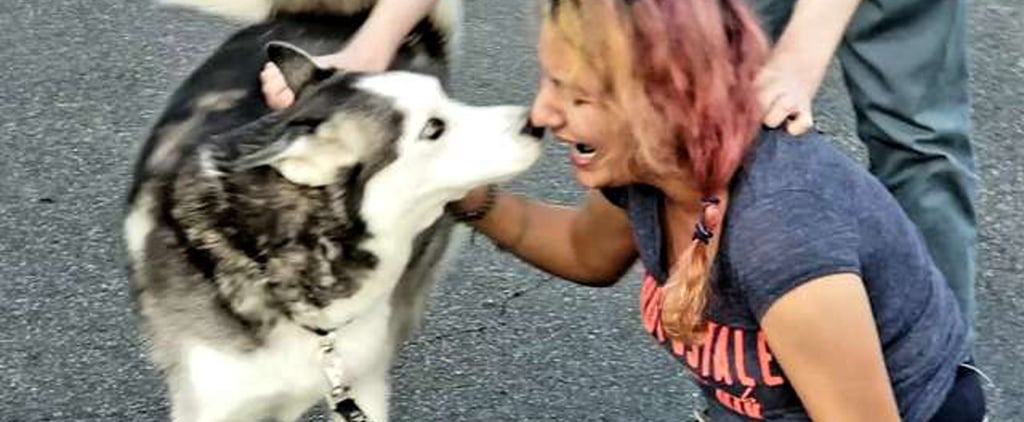 Woman Gets Husky Dog Back After He Was Stolen