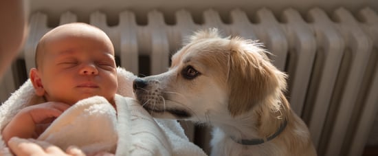 Postpartum Pet Aversion: Why You Hate Your Pets After a Baby