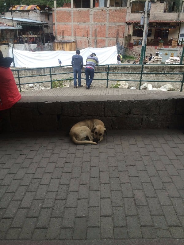 Street Dogs in Peru POPSUGAR Pets Photo 10