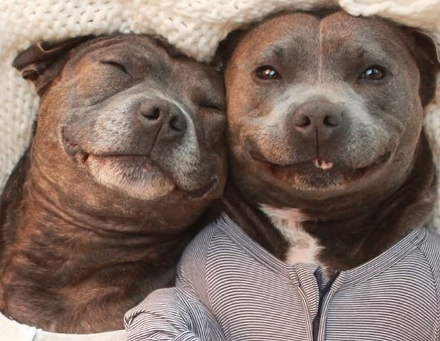 Staffy pjs on sale