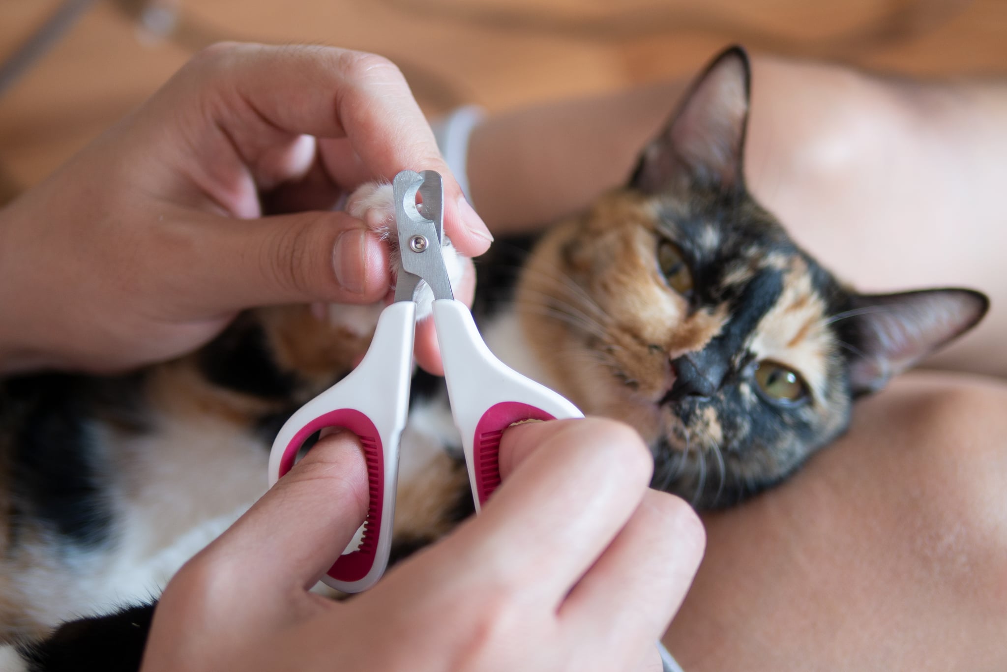 How Often Should I Trim My Cat's Nails? | POPSUGAR Pets