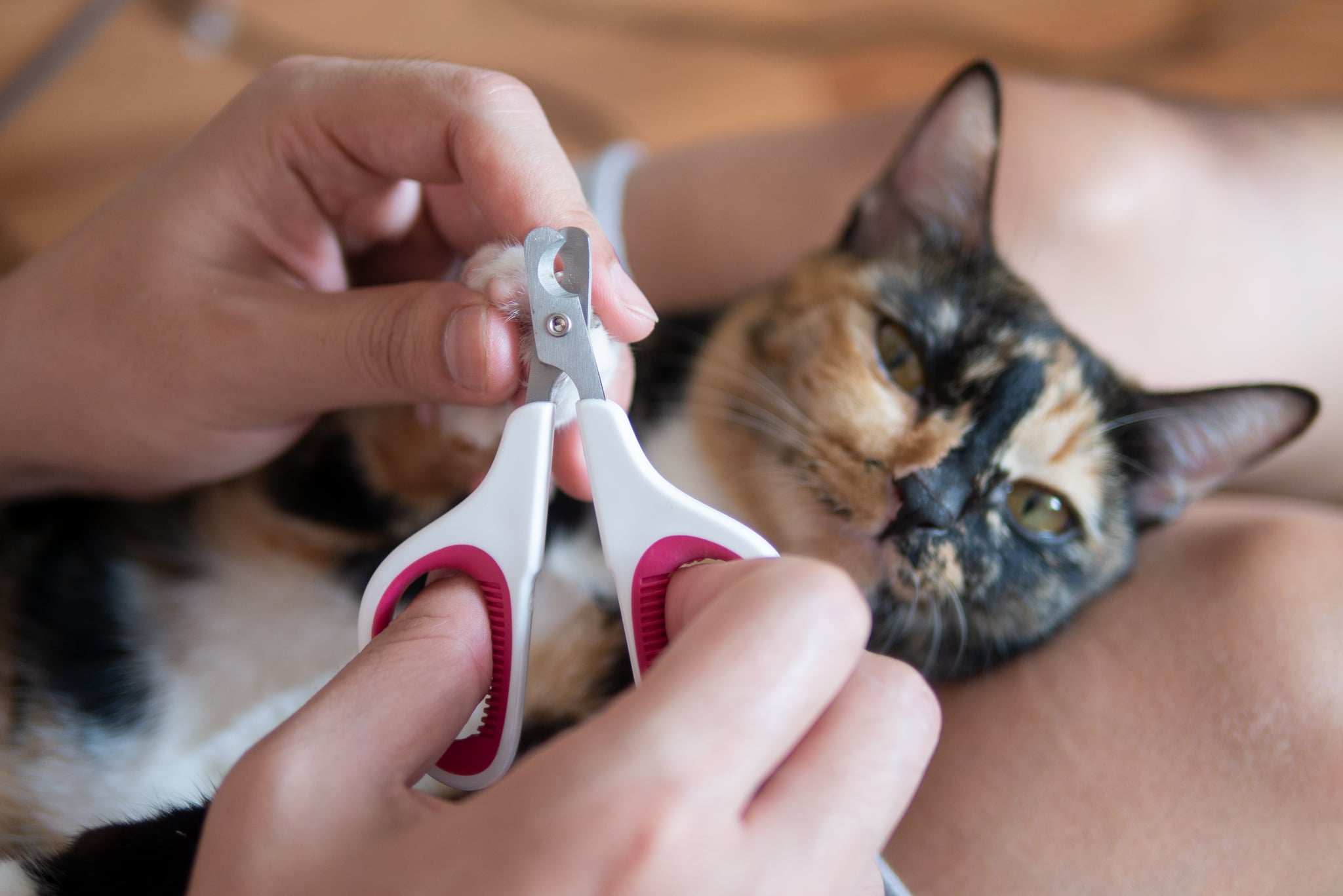 How Often Should I Trim My Cat S Nails Popsugar Pets