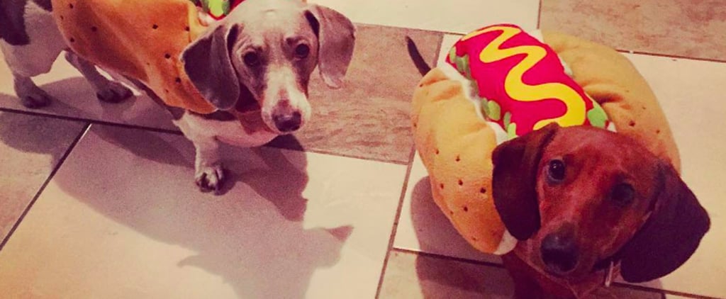 Dachshunds Dressed as Hot Dogs