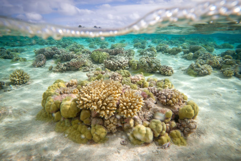 Chasing Coral