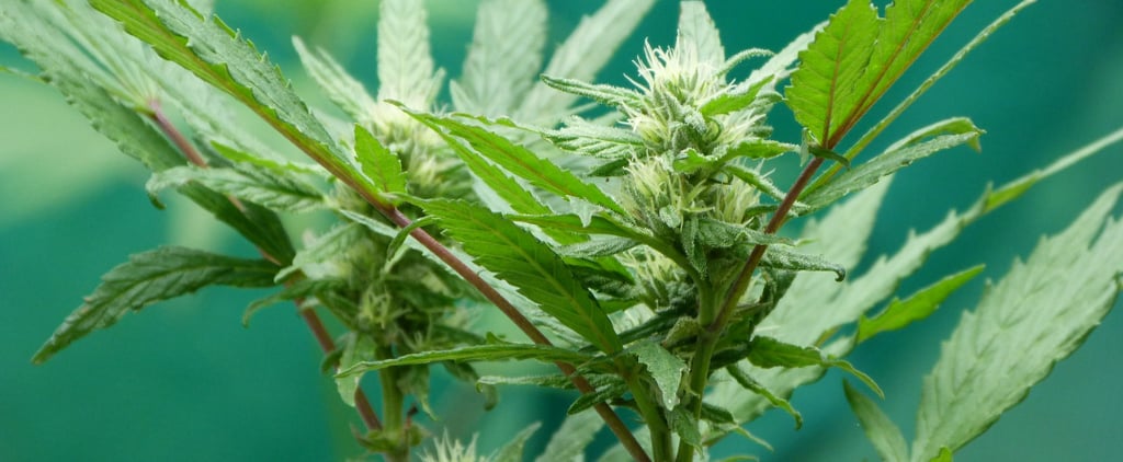 History of the Word "Marijuana"
