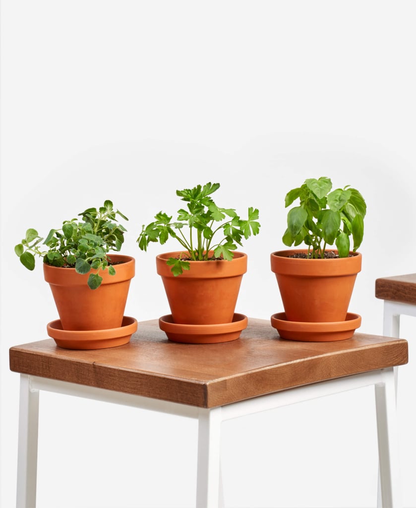 Basil, Parsley, and Oregano