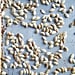 How to Roast Pumpkin Seeds: Step-By-Step Photos