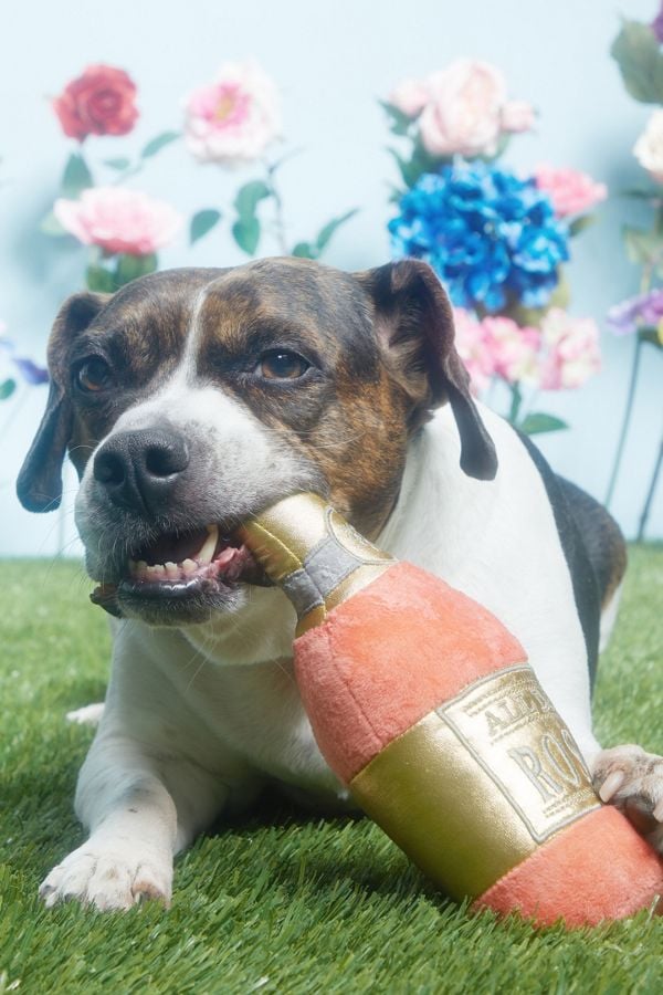 Bark All Day Rosé Dog Toy