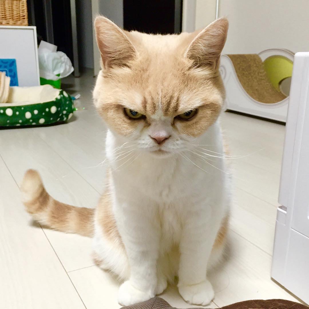grumpy cat so beautiful