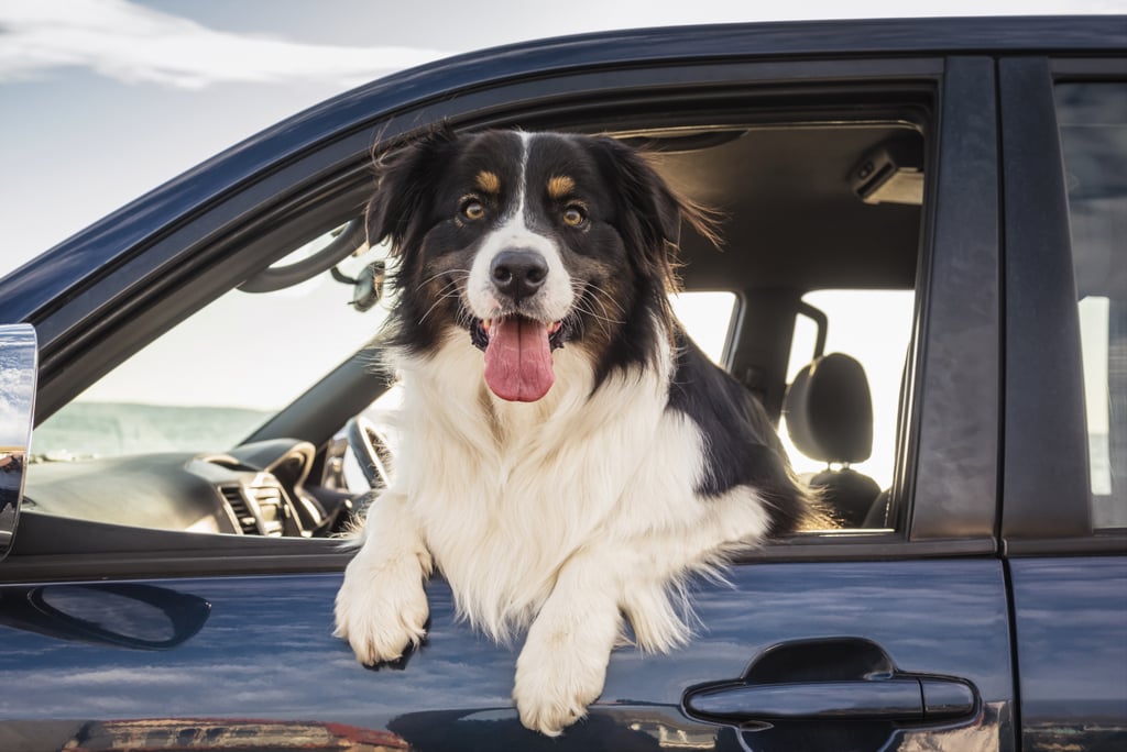 Cute Pictures of Border Collies