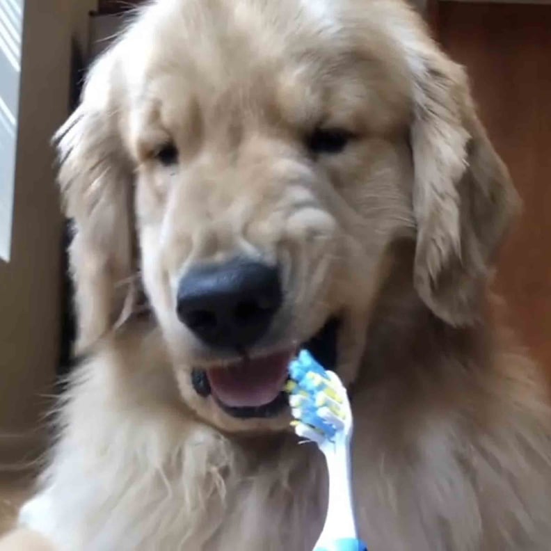 Funny Videos of Golden Retrievers POPSUGAR Family