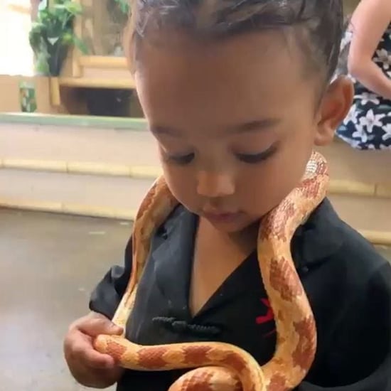 Video of Chicago West Playing With Snakes