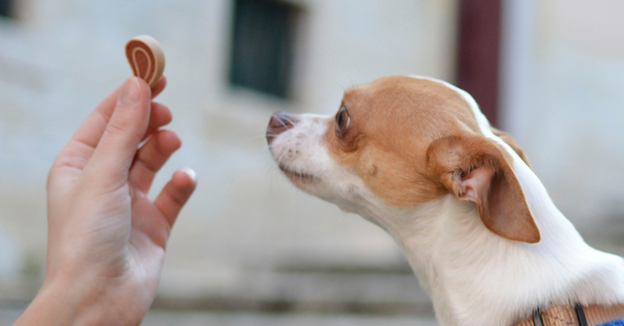 Dog Food Terms