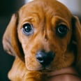 Looking Into Adopting a Pup? Here's Exactly What It Will Cost Every Year