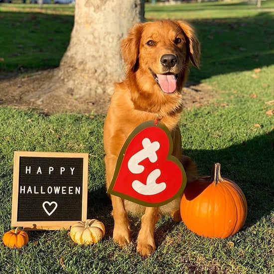 Photos of Cute Golden Retrievers in Halloween Costumes