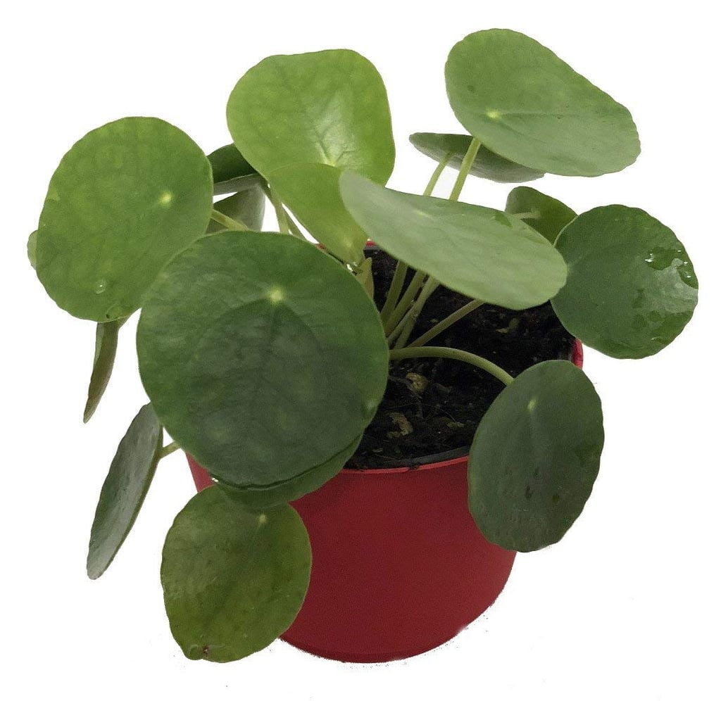 Pilea Peperomioides Plant