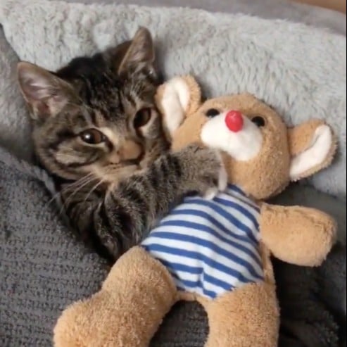 Video of Cat Snuggling Stuffed Animal