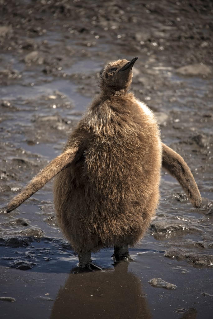 Antarctica King Penguins