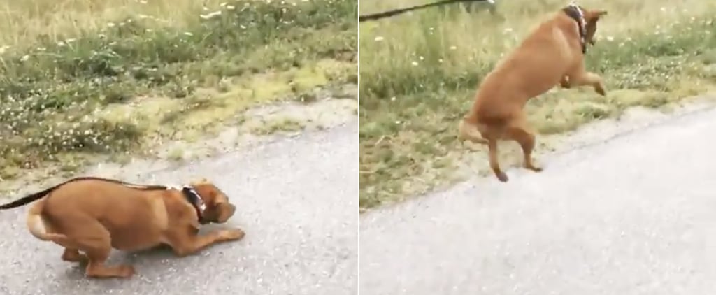 I've Spent 20 Minutes Watching This Video of a Dog Going on His First Walk After Being Adopted