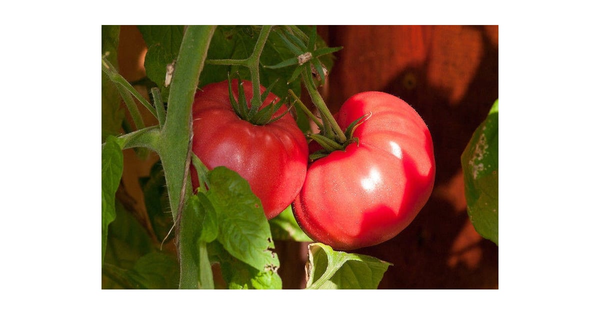Brandywine Tomato Plants Where to Buy Tomato Plants Online POPSUGAR