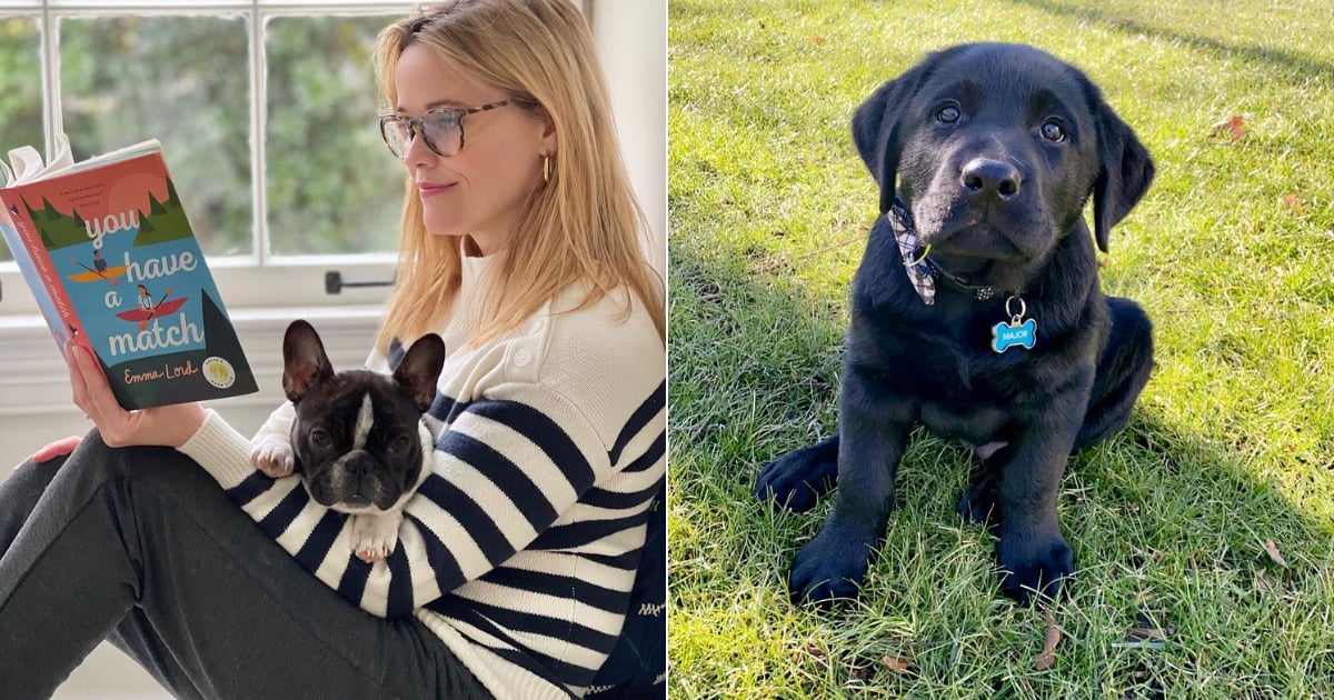 How Many Dogs Does Reese Witherspoon Have? | POPSUGAR Pets