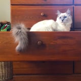 If Your Cat Has Been Panting Like A Dog Here S Why That S A Big Problem Radio Stream Latest Entertainment And Breaking News