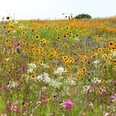 Ever Heard of a Super Bloom? Here's How to Get Involved in Air Wick®'s Wildflower Reseeding Project