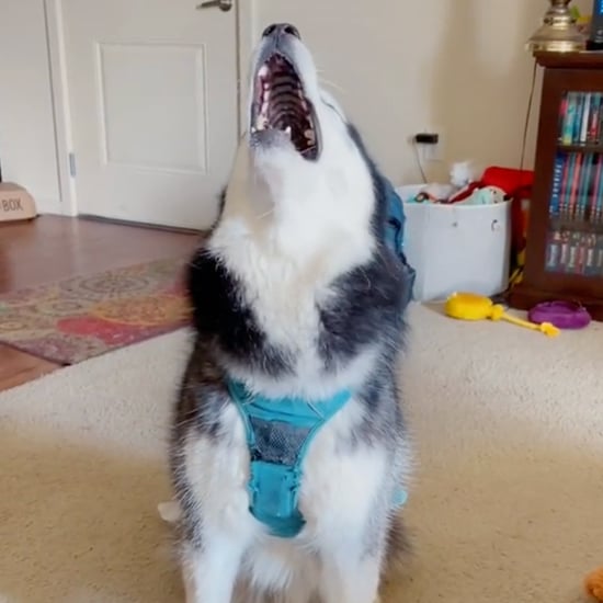 Haiku the Husky Singing on Command | TikTok Video