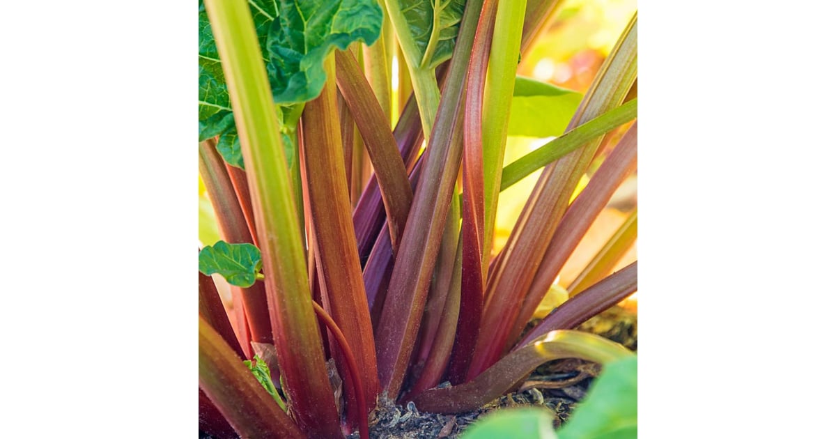 Where To Buy Rhubarb Plants