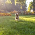 We Asked the Experts How to Keep Your Dog From Totally Destroying Your Garden