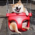 These Photoshopped Photos of a Smiling Shiba Inu Will Make You So Happy