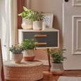 The Most Stylish Planters on Amazon