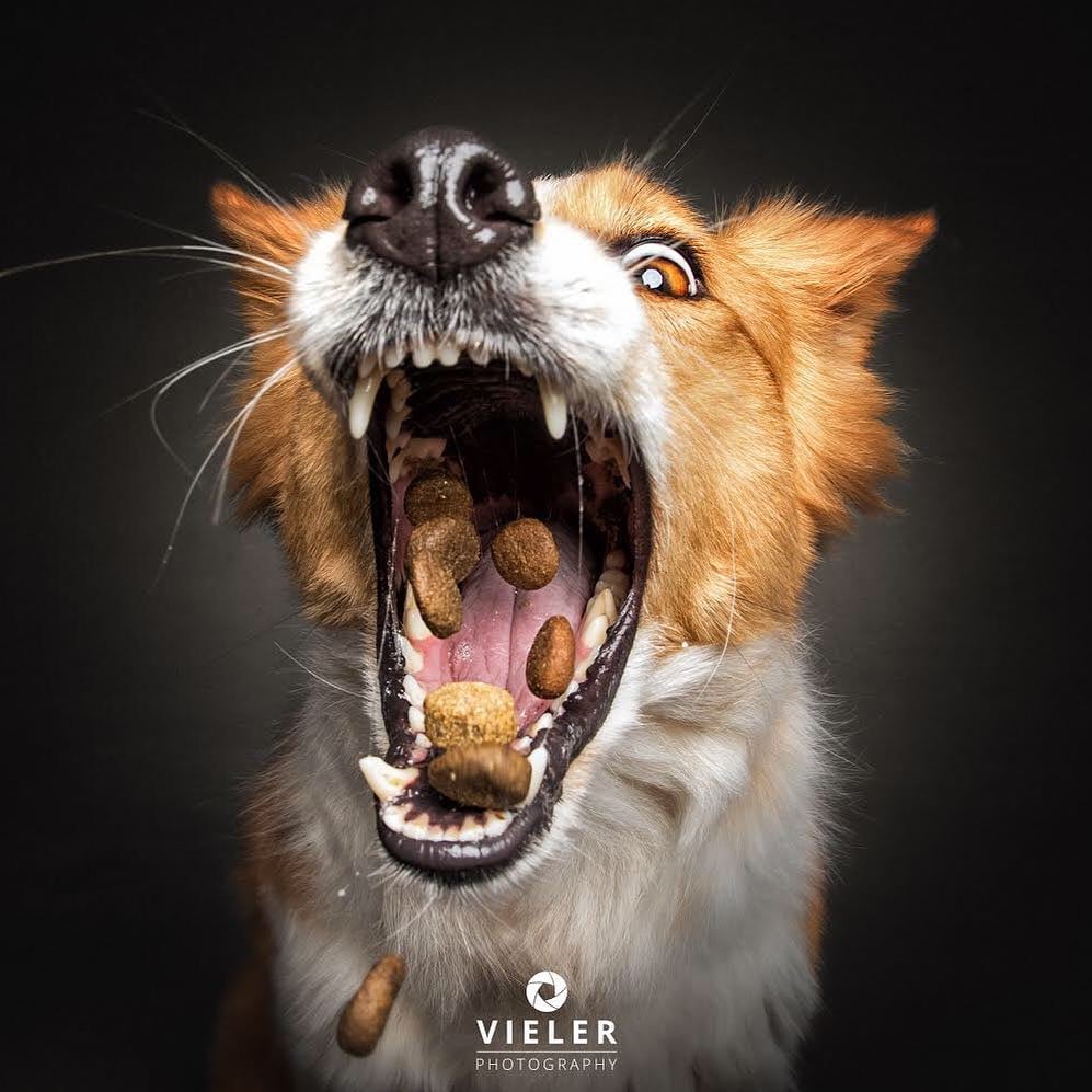 Dogs Catching Treats Photo Series