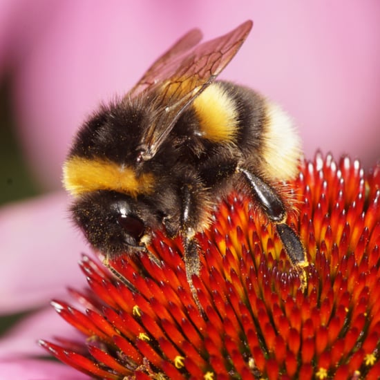 Little Girl Makes Lemonade to Save the Bees