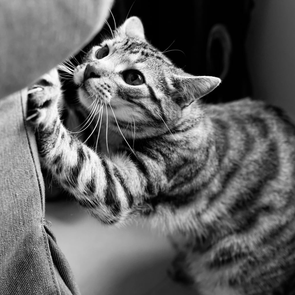 Feliway outlet anti scratch