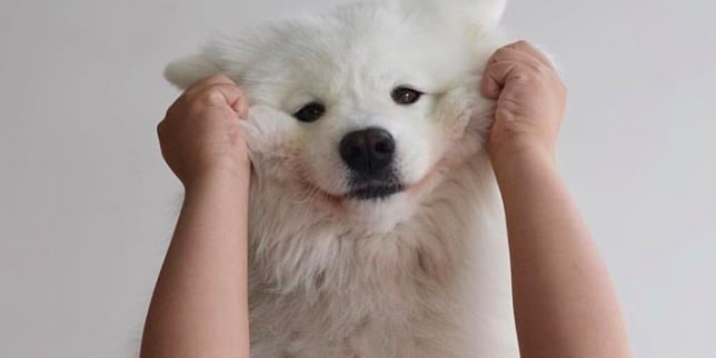 170 samoyeds 2025