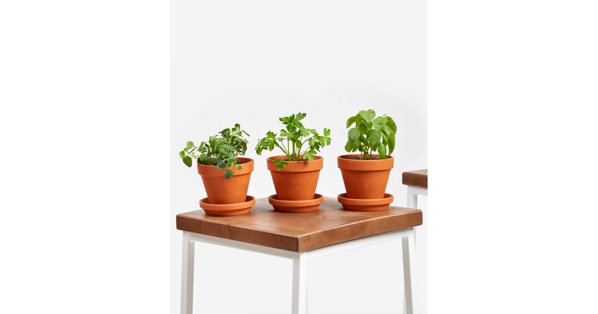 Basil, Parsley, and Oregano Where to Buy Edible Garden Plants Online