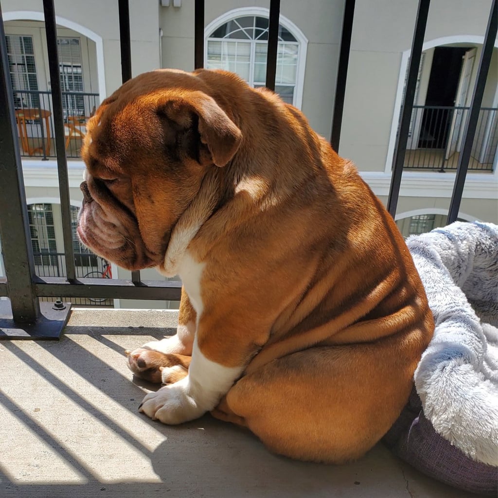 Very big bulldog hotsell