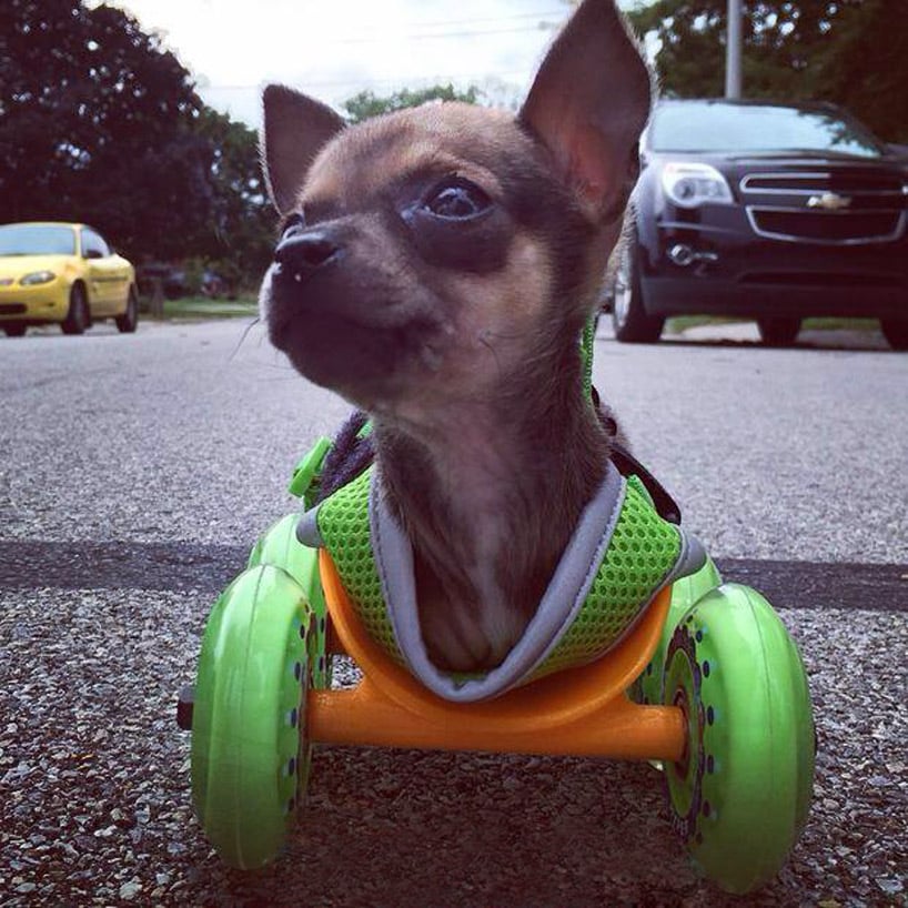 Deadrick bought TurboRoo's wheels at a sporting goods store, which he attached to the 3D-printed cart base. 
Source: Instagram user tuber.roo