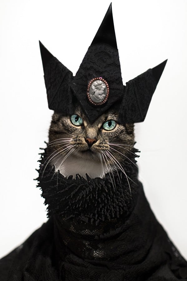 High-Fashion Cat