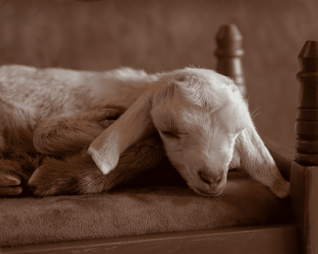 Photos of Newborn Baby Goats POPSUGAR Pets Photo 5