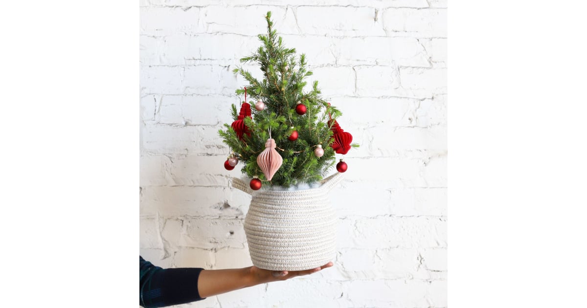 Farmgirl Flowers 0'Montannenbaum Tree Best Live Tabletop Christmas